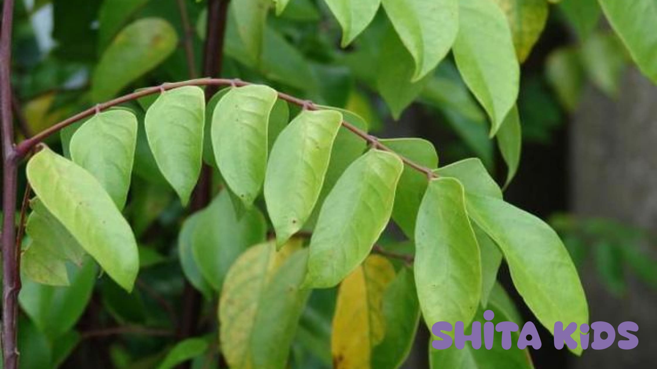 khả năng cân bằng độ ph và sát khuẩn nhẹ nhàng của nước tắm lá khế chua