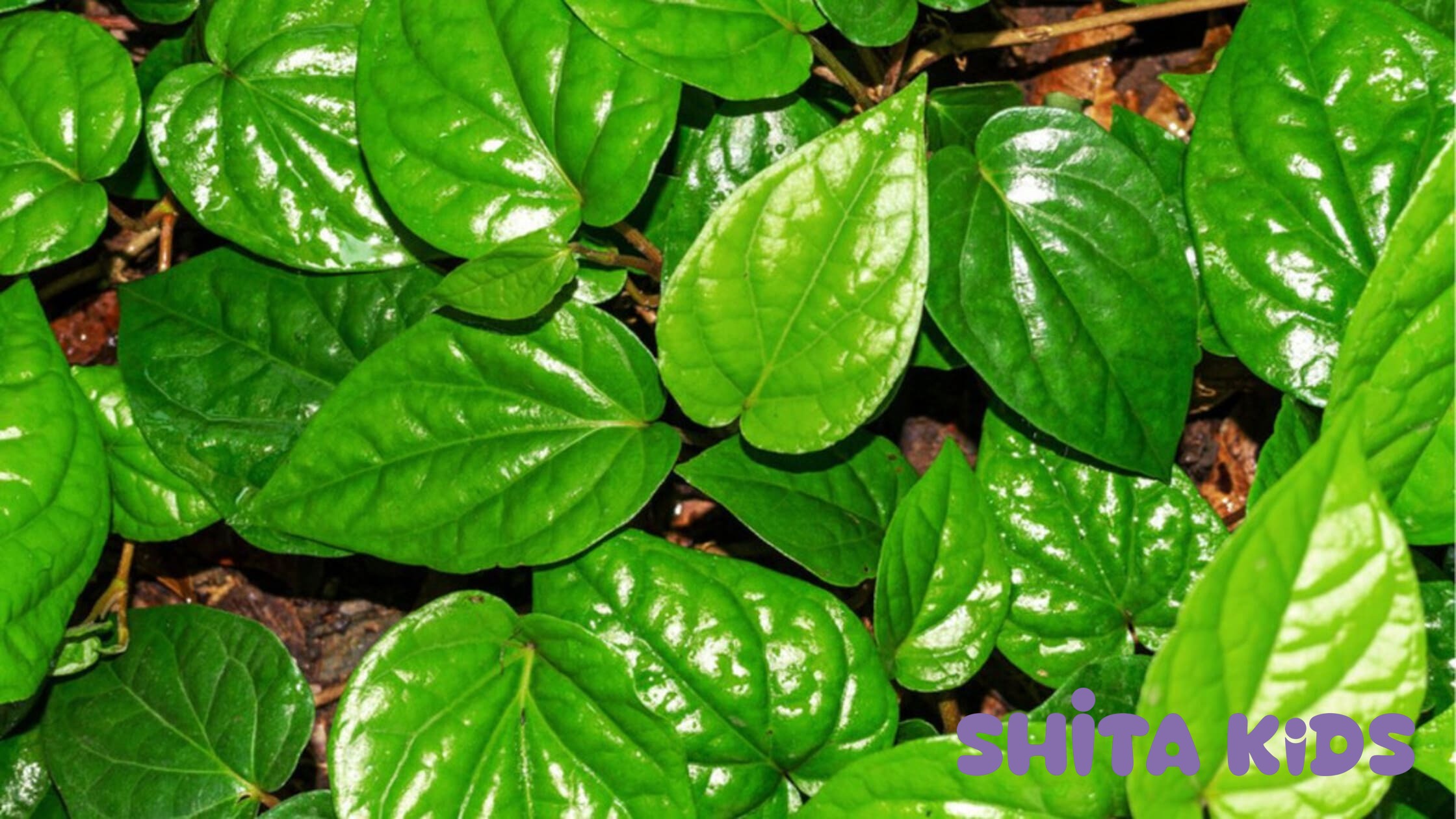 lưu ý về liều lượng khi dùng lá trầu không để tránh làm đen da hoặc bỏng rát