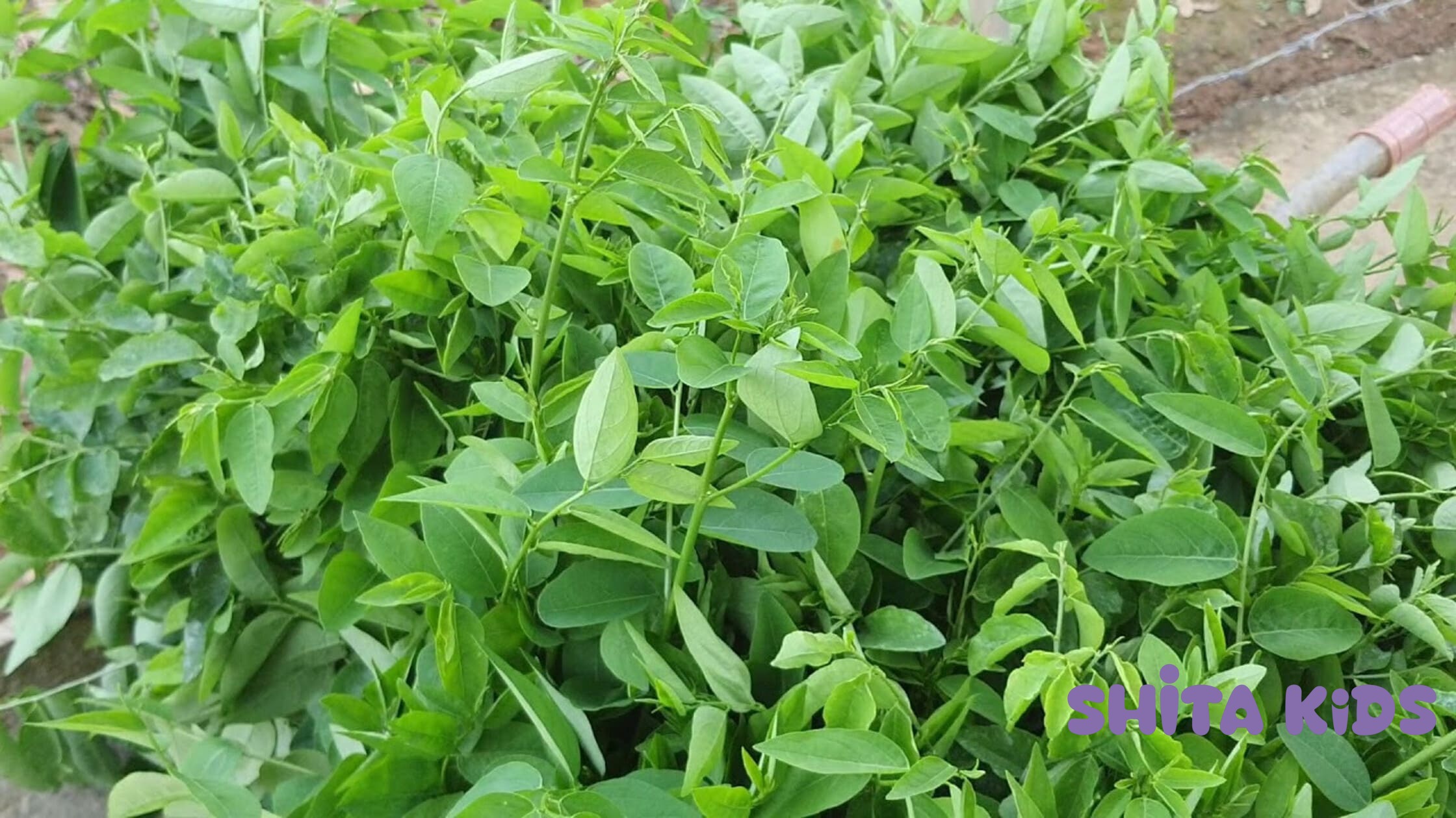 So sánh chi tiết hiệu quả trị tưa lưỡi bằng rau ngót hay gạc tẩm cho trẻ sơ sinh.