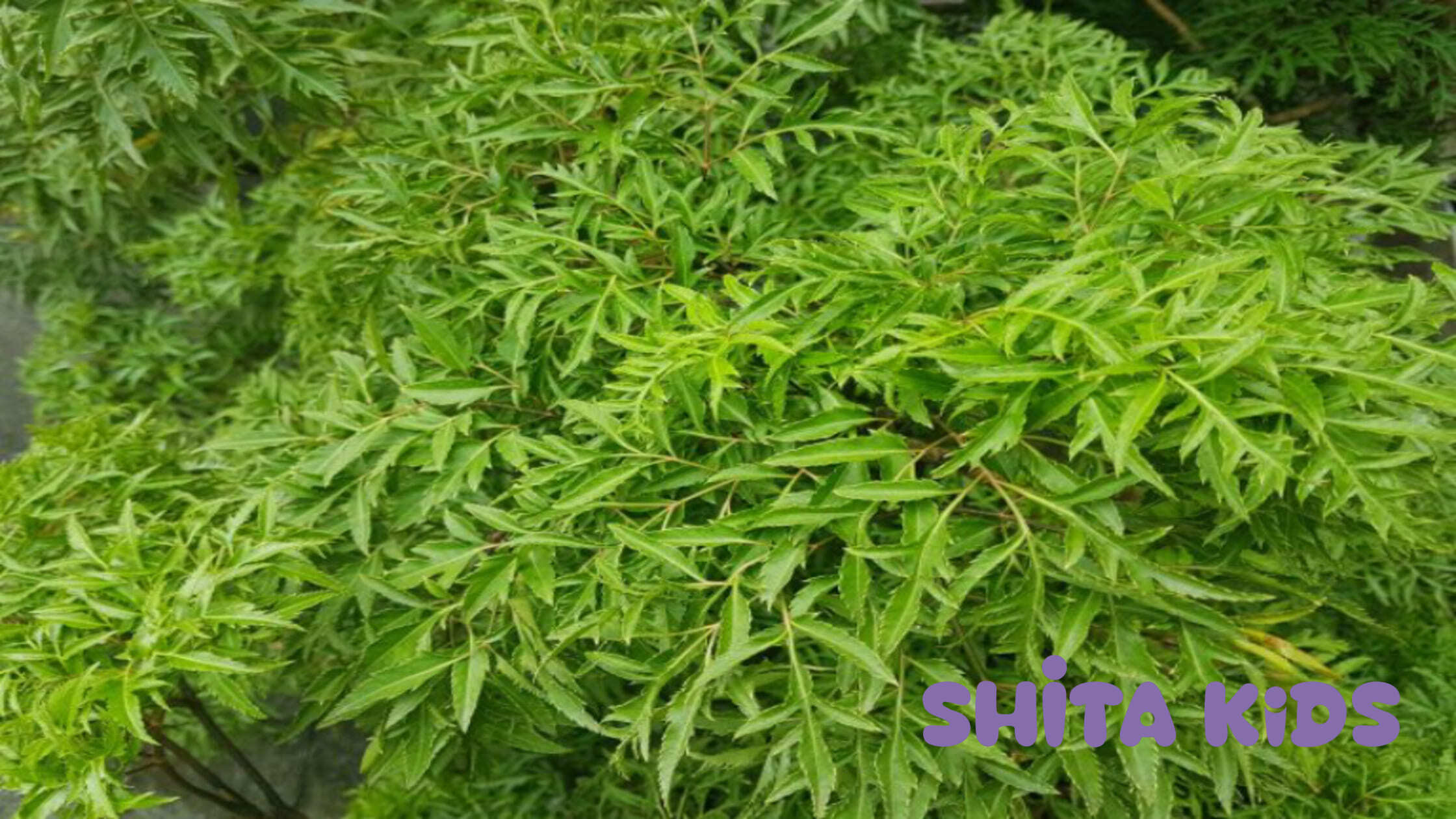 Liều lượng sử dụng lá đinh lăng đúng chuẩn để tránh gây mất sữa do tụt huyết áp.