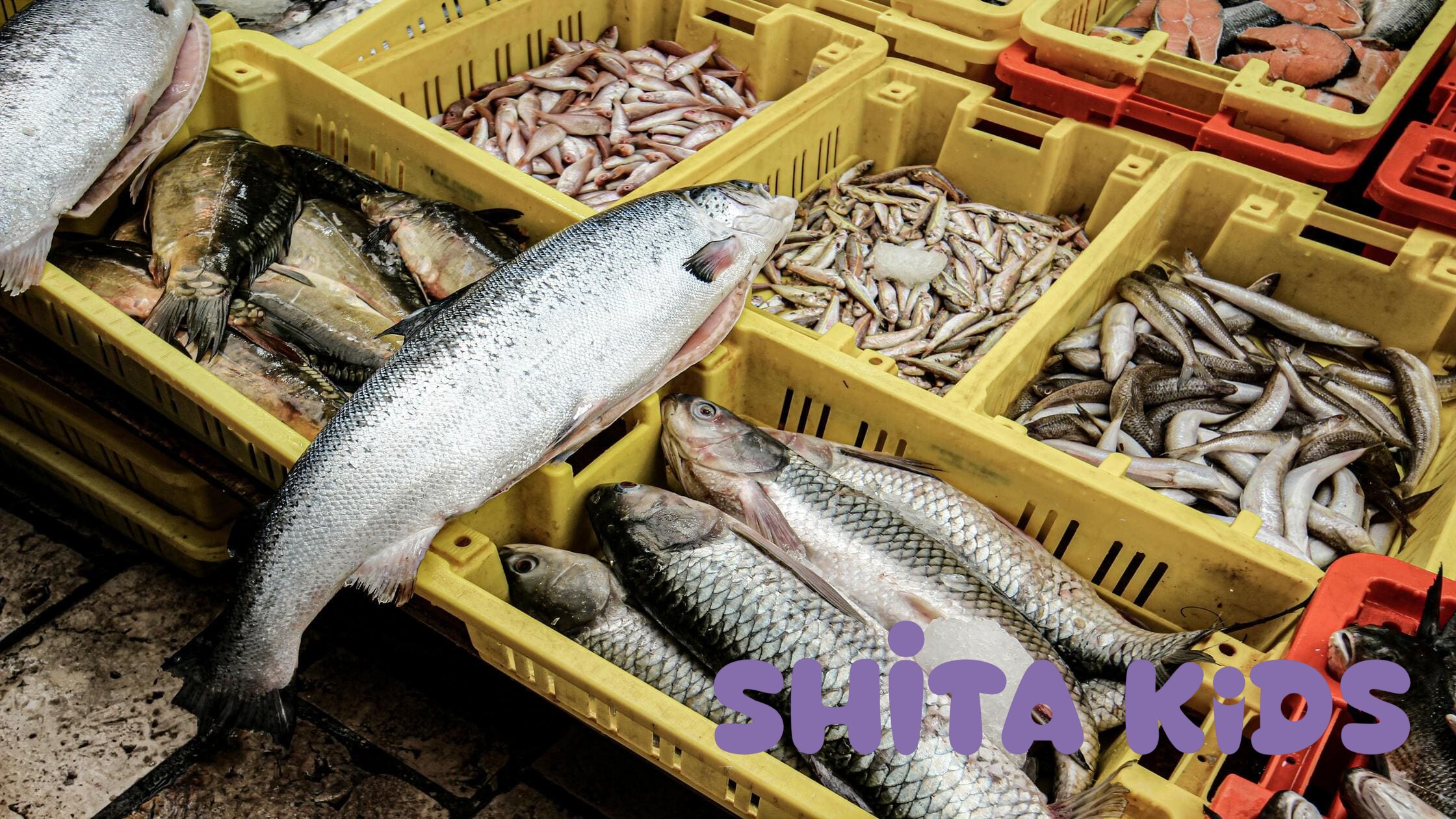  Các món ăn giàu đạm như thịt bò, cá hồi, trứng