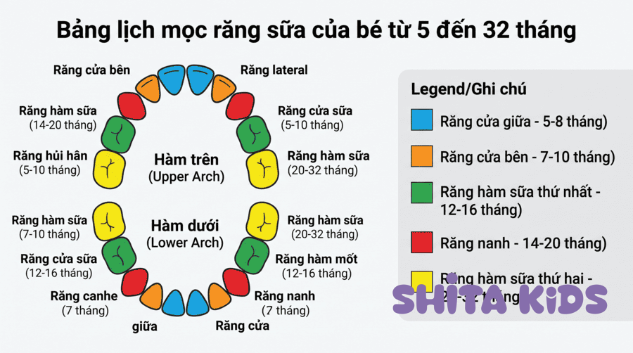 Bảng lịch mọc răng sữa từ 5 đến 32 tháng thể hiện thứ tự mọc răng của bé theo năm nhóm răng